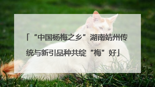 “中国杨梅之乡”湖南靖州传统与新引品种共绽“梅”好