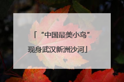 “中国最美小鸟”现身武汉新洲沙河
