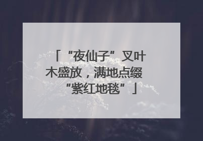 “夜仙子”叉叶木盛放，满地点缀“紫红地毯”