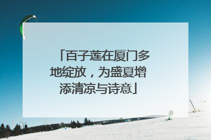 百子莲在厦门多地绽放，为盛夏增添清凉与诗意