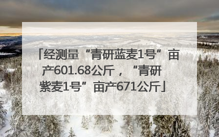 经测量“青研蓝麦1号”亩产601.68公斤，“青研紫麦1号”亩产671公斤