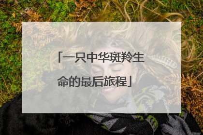 一只中华斑羚生命的最后旅程
