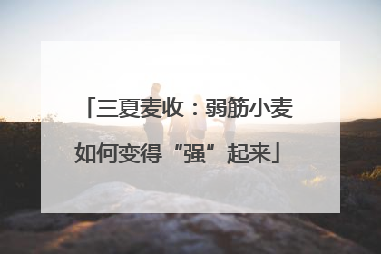 三夏麦收：弱筋小麦如何变得“强”起来