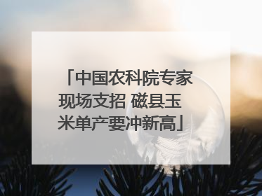 中国农科院专家现场支招 磁县玉米单产要冲新高