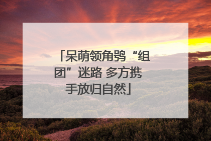 呆萌领角鸮“组团”迷路 多方携手放归自然