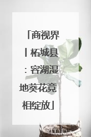商视界丨柘城县：容湖湿地葵花竞相绽放