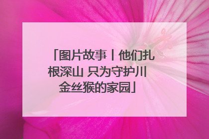 图片故事丨他们扎根深山 只为守护川金丝猴的家园