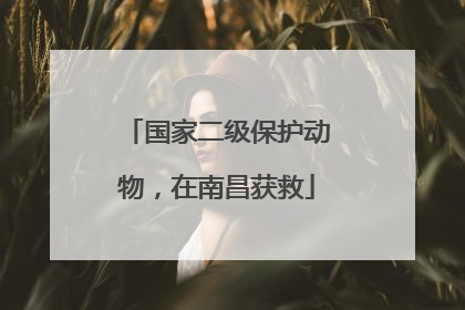 国家二级保护动物，在南昌获救