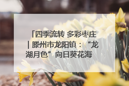 四季流转 多彩枣庄｜滕州市龙阳镇：“龙湖月色”向日葵花海 绘就乡村振兴新画卷