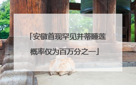 安徽首现罕见并蒂睡莲 概率仅为百万分之一