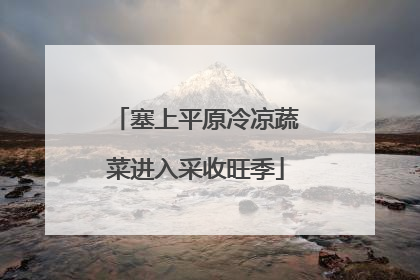 塞上平原冷凉蔬菜进入采收旺季