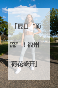 夏日“顶流”！福州荷花盛开