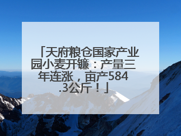天府粮仓国家产业园小麦开镰：产量三年连涨，亩产584.3公斤！