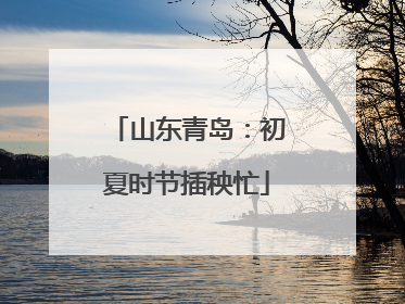 山东青岛：初夏时节插秧忙