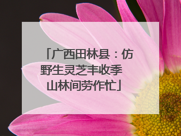 广西田林县：仿野生灵芝丰收季 山林间劳作忙