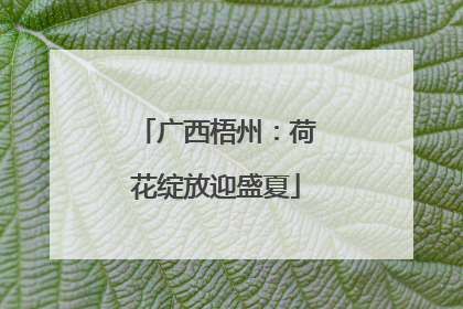 广西梧州：荷花绽放迎盛夏