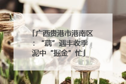 广西贵港市港南区：“藕”遇丰收季 泥中“掘金”忙