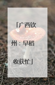 广西钦州：早稻收获忙