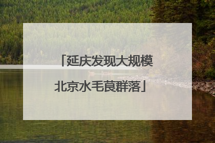 延庆发现大规模北京水毛茛群落