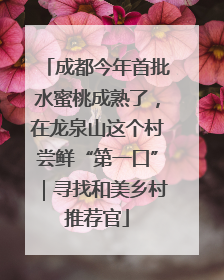 成都今年首批水蜜桃成熟了，在龙泉山这个村尝鲜“第一口”｜寻找和美乡村推荐官