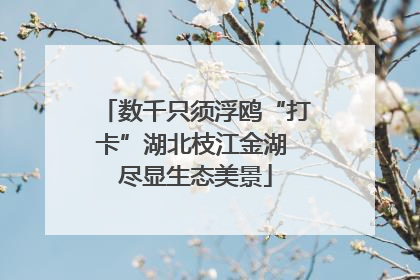 数千只须浮鸥“打卡”湖北枝江金湖 尽显生态美景