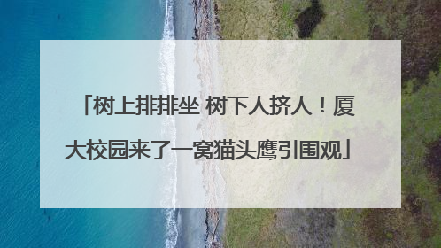 树上排排坐 树下人挤人！厦大校园来了一窝猫头鹰引围观