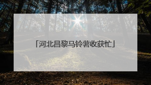 河北昌黎马铃薯收获忙