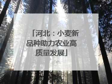 河北：小麦新品种助力农业高质量发展