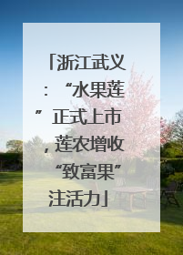 浙江武义：“水果莲”正式上市，莲农增收“致富果”注活力