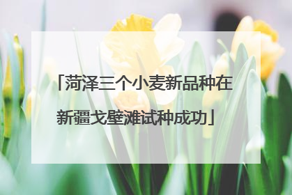 菏泽三个小麦新品种在新疆戈壁滩试种成功