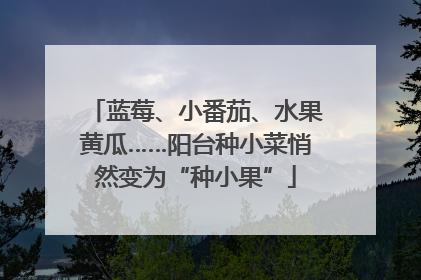 蓝莓、小番茄、水果黄瓜……阳台种小菜悄然变为“种小果”