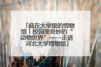 藏在大学里的博物馆丨校园里奇妙的“动物世界”——走进河北大学博物馆