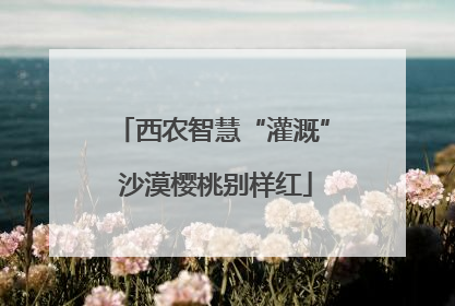 西农智慧“灌溉” 沙漠樱桃别样红