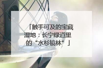 触手可及的宝藏湿地：长宁绿道里的“水杉镜林”