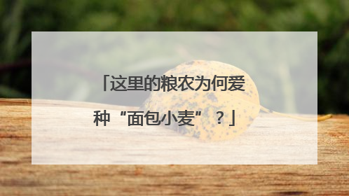 这里的粮农为何爱种“面包小麦”？