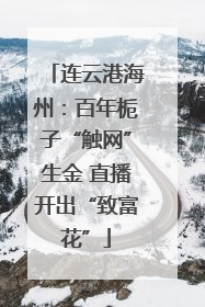 连云港海州：百年栀子“触网”生金 直播开出“致富花”