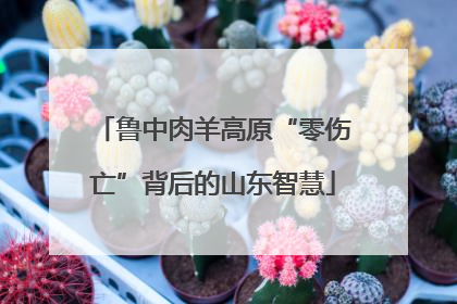 鲁中肉羊高原“零伤亡”背后的山东智慧