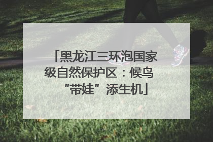 黑龙江三环泡国家级自然保护区：候鸟“带娃”添生机