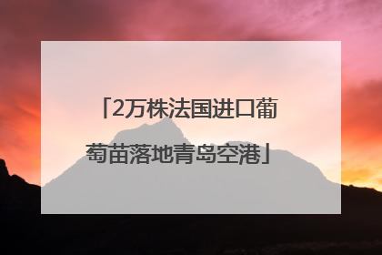 2万株法国进口葡萄苗落地青岛空港