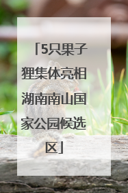 5只果子狸集体亮相湖南南山国家公园候选区